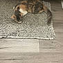 brown, calm, cat, cozy, domestic_animal, floor, fur, gray, indoor, kitten, pet, quiet, resting, rug, sleeping, small_animal, tail, texture, white, wooden_cabinet
