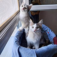 Peter participe au concours pour gagner de l'argent avec cette photo : cat, kitten, window, indoor, pets, basket, blue, curious, fur, whiskers, ears, looking, light, cozy, domestic, animal, two, young, soft, home