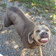 Chloe is registered to the contest to win money with this photo: animal, bulldog, canine, dog, face, grass, head, hound, nature, outdoors, pebble, person, pet, photography, plant, portrait, puppy, road, rock, vegetation