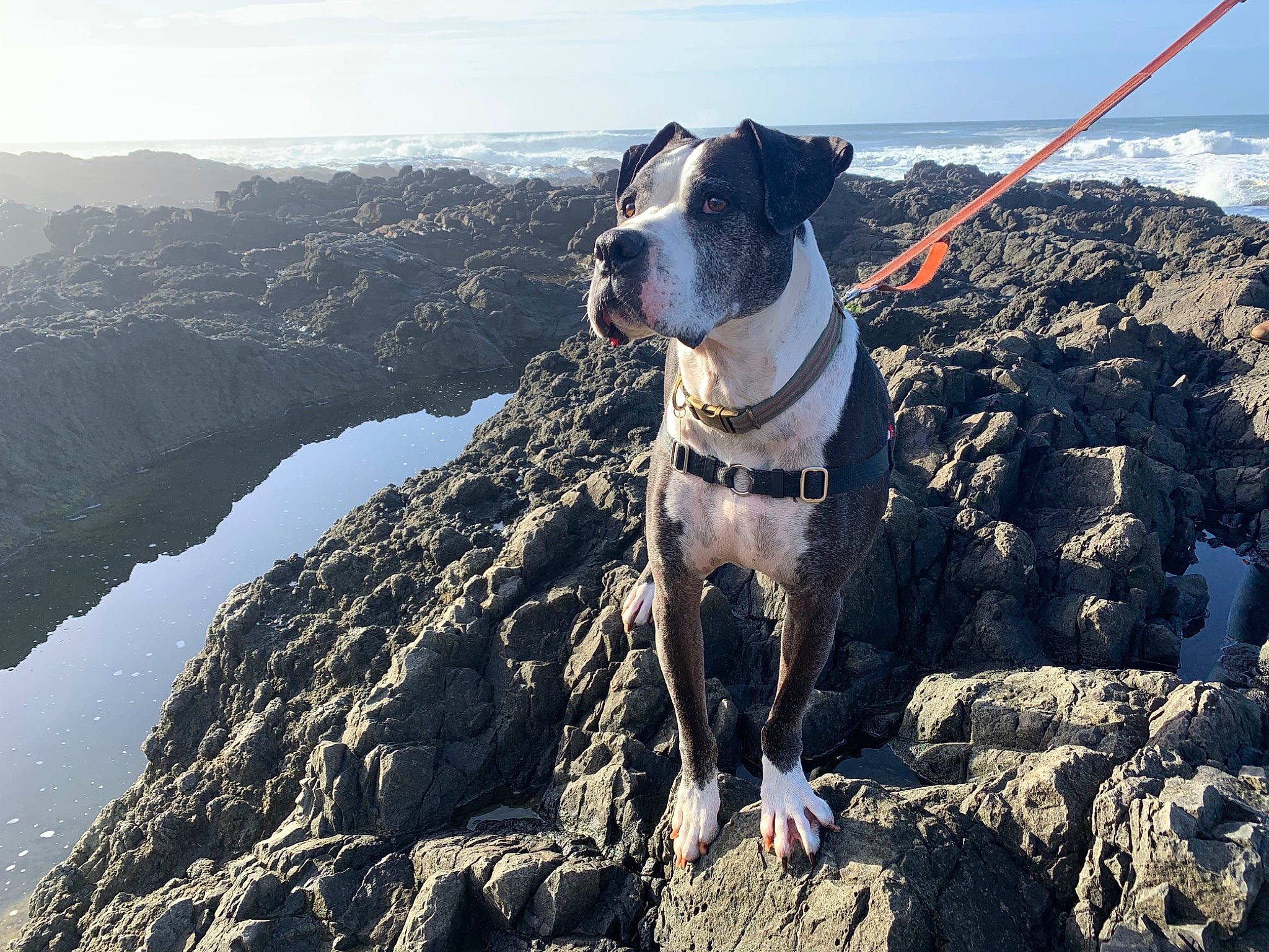 Luke joined the competition — help win amazing prizes! canidae, carnivore, cloud, collar, companion_dog, dog, dog_breed, dog_collar, eyewear, landscape, leash, mountain, mountain_range, mountainous_landforms, pet_supply, recreation, rock, sky, sporting_group, water