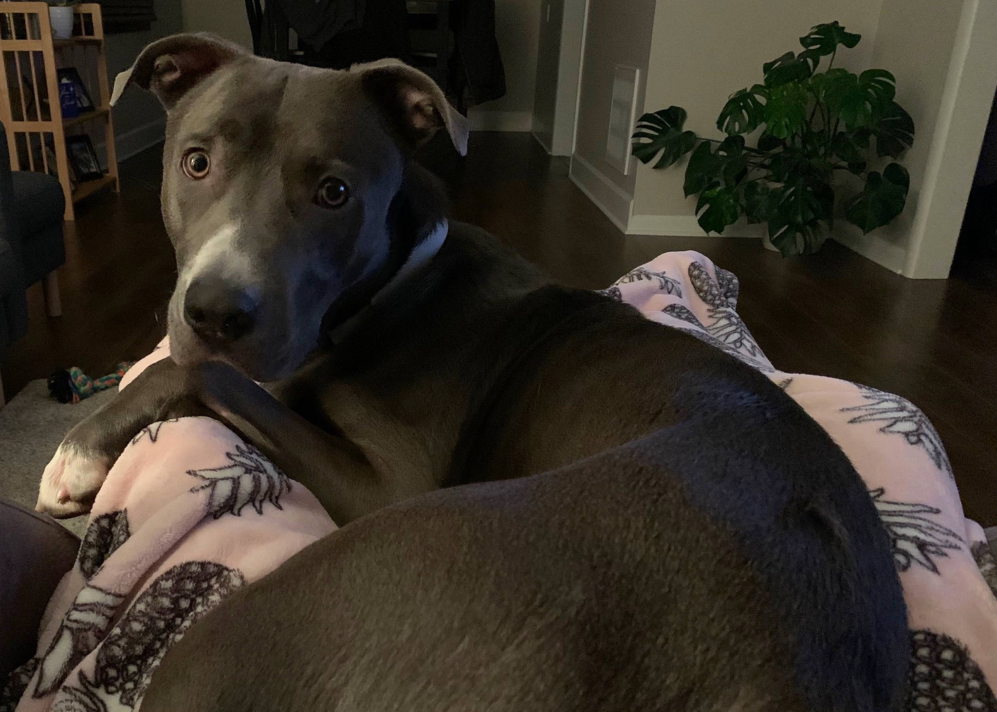 Winston is registered to the contest to win money with this photo: canidae, carnivore, comfort, companion_dog, dog, dog_breed, fawn, grey, guard_dog, houseplant, non_sporting_group, plant, sitting, snout, sporting_group, terrestrial_animal, whiskers, working_animal