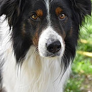 Newton a rejoint le concours — aidez-le/la à gagner de superbes lots ! animal, black_and_white, blurred_background, border_collie, close_up, dog, eyes, face, fluffy, forest, grass, greenery, long_hair, nature, nose, outdoors, pet, portrait, whiskers, white_chest