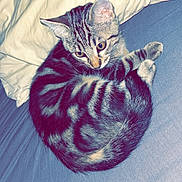 Apy a rejoint le concours — aidez-le/la à gagner de superbes lots ! bed, blue_bed_sheet, cat, cream_pillow, curled_up, cute, domestic_animal, ears, feline, fur, indoor, kitten, pet, pillow, resting, sleepy, small_animal, striped_fur, tabby, whiskers