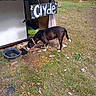 dog, black_and_white_dog, eating, pet, animal, outdoors, grass, yard, dog_house, shelter, food_bowl, water_bowl, handmade_sign, name_sign, black_fur, white_markings, collar, standing, grassy_field, rustic
