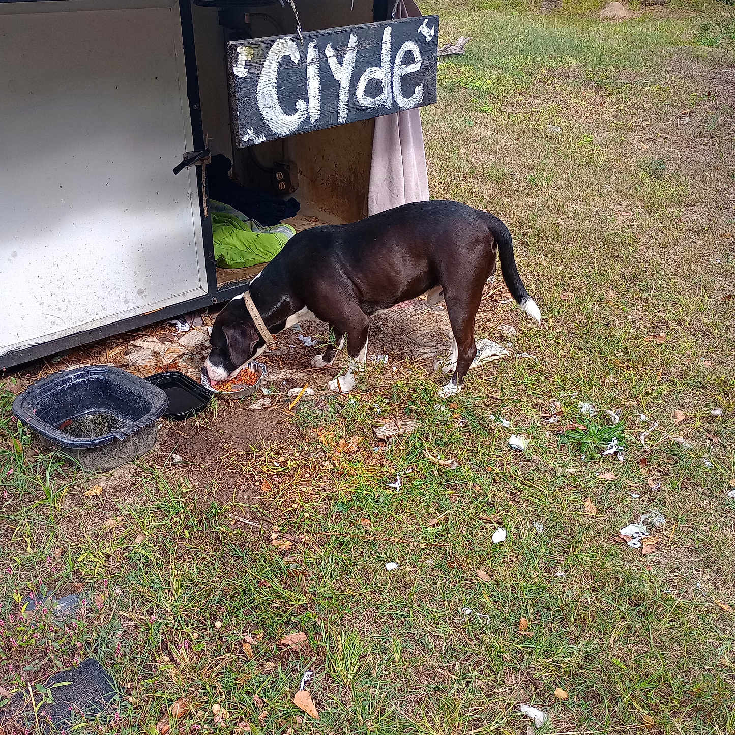Clyde is registered to the contest to win money with this photo: dog, black_and_white_dog, eating, pet, animal, outdoors, grass, yard, dog_house, shelter, food_bowl, water_bowl, handmade_sign, name_sign, black_fur, white_markings, collar, standing, grassy_field, rustic