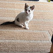 Luck a rejoint le concours — aidez-le/la à gagner de superbes lots ! kitten, cat, indoor, rug, floor, pet, animal, white, curious, sitting, feline, young, cute, domestic, small, fur, ears, tail, cozy, home