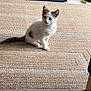 kitten, cat, indoor, rug, floor, pet, animal, white, curious, sitting, feline, young, cute, domestic, small, fur, ears, tail, cozy, home