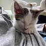 Luck a rejoint le concours — aidez-le/la à gagner de superbes lots ! kitten, sleeping, cat, grey_fabric, soft_toy, teddy_bear, indoor, close_up, cute, pet, fur, whiskers, pink_nose, resting, cozy, domestic_animal, young_animal, relaxation, animal_face, feline
