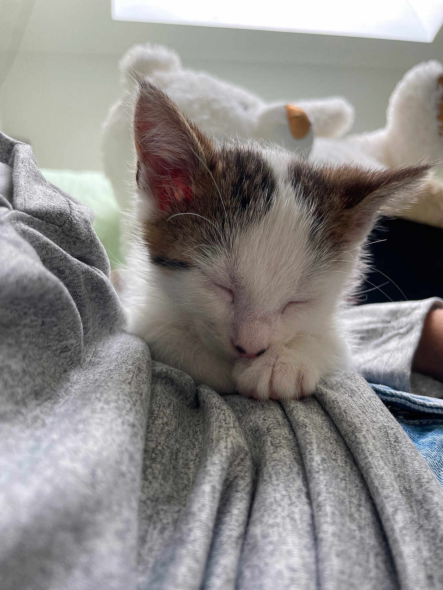Luck a rejoint le concours — aidez-le/la à gagner de superbes lots ! kitten, sleeping, cat, grey_fabric, soft_toy, teddy_bear, indoor, close_up, cute, pet, fur, whiskers, pink_nose, resting, cozy, domestic_animal, young_animal, relaxation, animal_face, feline
