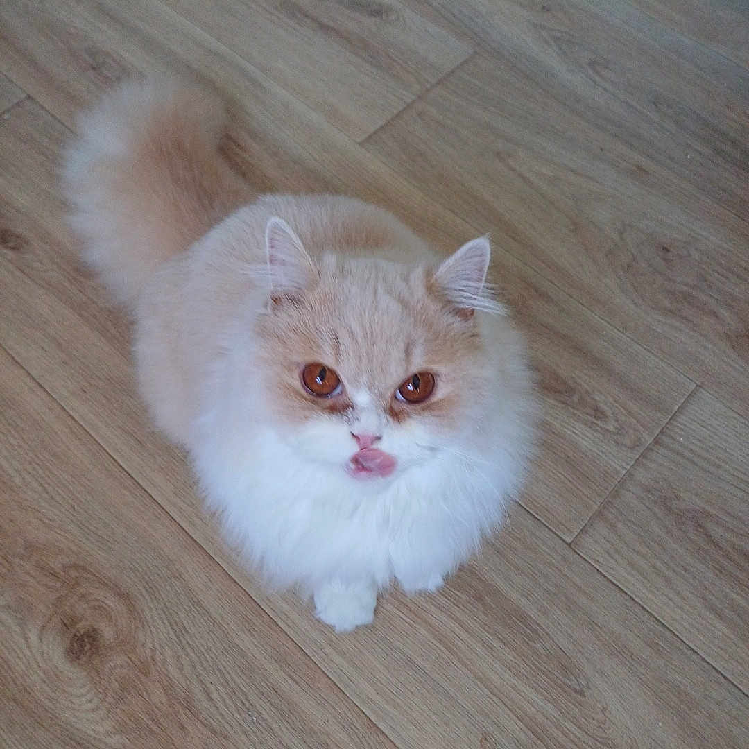 Valentino-Ares a rejoint le concours — aidez-le/la à gagner de superbes lots ! angora, animal, cat, hardwood, indoors, interiordesign, kitten, manx, pet, plywood, stainedwood, white, wood