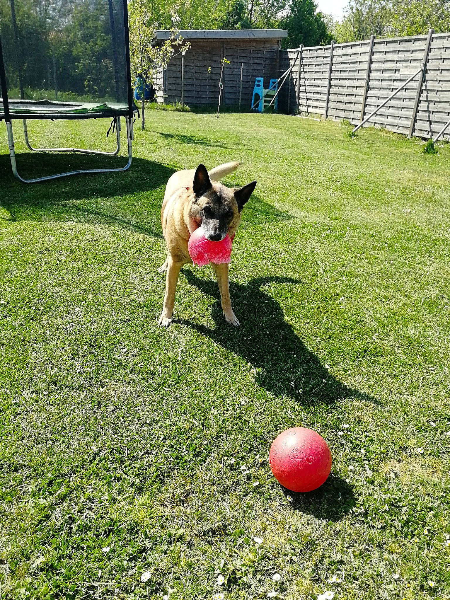 Gala participe au concours pour gagner de l'argent avec cette photo : ball, carnivore, companion_dog, dog, dog_breed, fence, flooring, garden, grass, grass_family, lawn, leisure, people_in_nature, plant, recreation, sports, sports_equipment, sports_toy, toy, tree