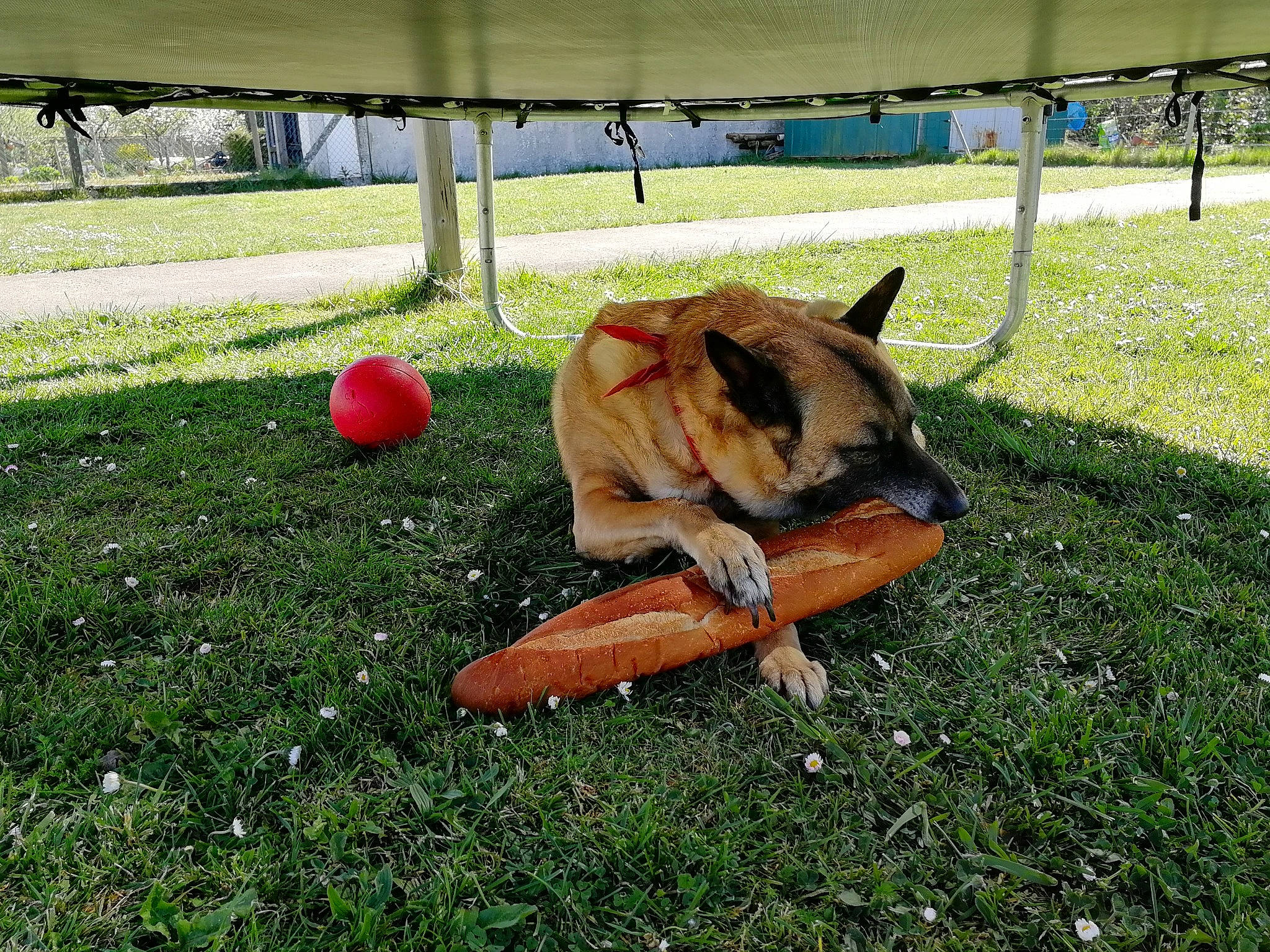 Gala a rejoint le concours — aidez-le/la à gagner de superbes lots ! ball, canidae, carnivore, companion_dog, dog, dog_breed, fawn, grass, grassland, groundcover, lawn, leisure, pasture, recreation, shade, snout, sporting_group, tail, toy, working_animal