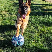 Vicky participe au concours pour gagner de l'argent avec cette photo : animal, canine, daylight, dog, fun, german_shepherd, grass, greenery, happy, mammal, nature, outdoor, park, paw, pet, playing, soccer_ball, summer, sunlight, tongue_out