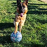 dog, german_shepherd, soccer_ball, grass, outdoor, sunlight, paw, playful, tongue_out, animal, pet, park, summer, canine, mammal, daytime, nature, greenery, fun, active