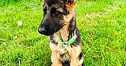 Vicky a rejoint le concours — aidez-le/la à gagner de superbes lots ! accessories, animal, canine, collar, dog, field, germanshepherd, grass, grassland, green, leash, nature, outdoors, pet, plant, policedog, puppy, strap, tree, yard