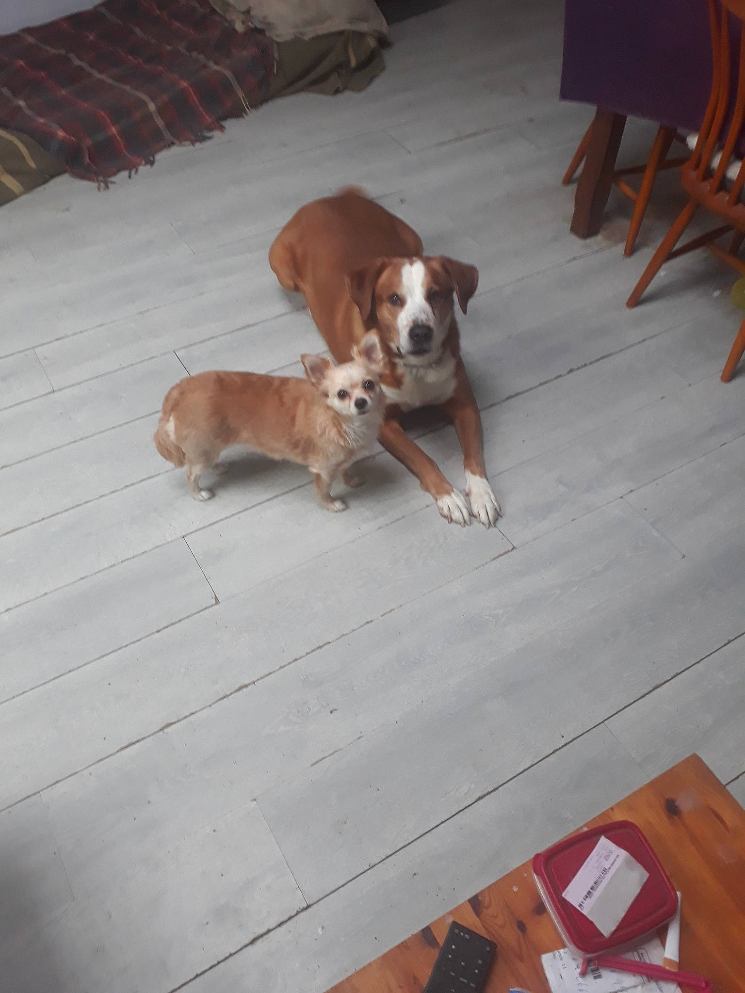 Tobby Et Ssweety participe au concours pour gagner de l'argent avec cette photo : canidae, carnivore, chair, comfort, companion_dog, dog, dog_breed, fawn, floor, flooring, furniture, hardwood, hound, plywood, sporting_group, table, tail, wood, wood_flooring, wood_stain