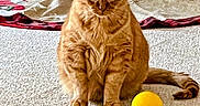 Moe is registered to the contest to win money with this photo: cat, orange_cat, pet, indoor, carpet, yellow_ball, animal, feline, sitting, fur, cute, domestic, household, blanket, cozy, playful, tail, eyes, whiskers, floor