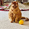 cat, orange_cat, pet, indoor, carpet, yellow_ball, animal, feline, sitting, fur, cute, domestic, household, blanket, cozy, playful, tail, eyes, whiskers, floor