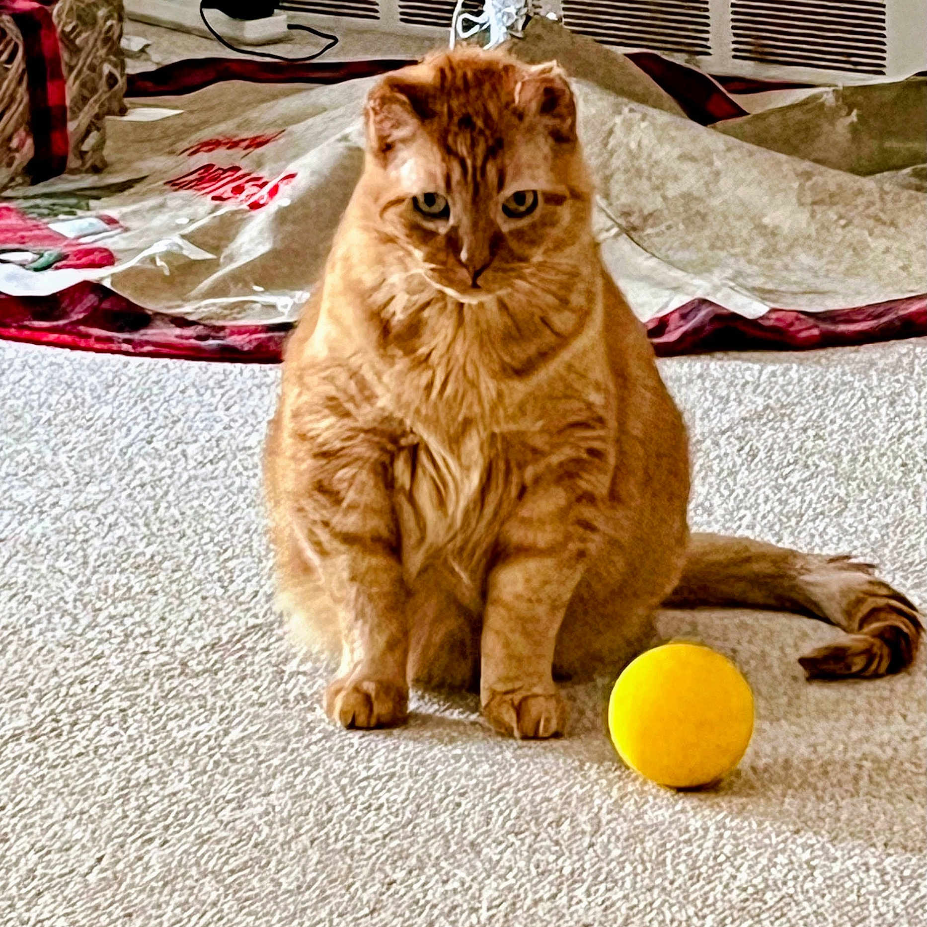Moe is registered to the contest to win money with this photo: cat, orange_cat, pet, indoor, carpet, yellow_ball, animal, feline, sitting, fur, cute, domestic, household, blanket, cozy, playful, tail, eyes, whiskers, floor