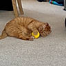 Moe is registered to the contest to win money with this photo: cat, orange_tabby, carpet, indoor, toy, yellow_ball, playing, pet, feline, paw, curious, lying_down, household, chair_leg, fur, domestic_animal, cute, relaxed, animal, tabby