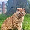 Moe joined the competition — help win amazing prizes! cat, ginger_cat, animal, pet, grass, outdoor, nature, tree, feline, mammal, cute, fur, whiskers, sitting, greenery, daylight, wildlife, portrait, closeup, relaxed