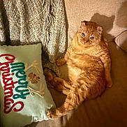 Moe is registered to the contest to win money with this photo: cat, orange_tabby, lounge, couch, pillow, merry_christmas, blanket, shadow, indoor, pet, cozy, relaxed, feline, home, fur, cute, christmas, holiday, animal, domestic