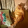cat, orange_tabby, lounge, couch, pillow, merry_christmas, blanket, shadow, indoor, pet, cozy, relaxed, feline, home, fur, cute, christmas, holiday, animal, domestic