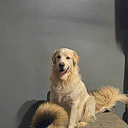 Rex is registered to the contest to win money with this photo: animal, canine, cushion, dog, fluffy, golden_fur, golden_retriever, gray_wall, happy, home, indoor, long_hair, open_mouth, pet, portrait, puppy, sitting, sofa, tail, tongue