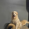 animal, canine, cushion, dog, fluffy, golden_fur, golden_retriever, gray_wall, happy, home, indoor, long_hair, open_mouth, pet, portrait, puppy, sitting, sofa, tail, tongue