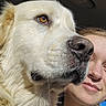 Rex is registered to the contest to win money with this photo: animal, car, close_up, companion, cream_fur, dog, face, fluffy, golden_retriever, human, indoors, large_dog, nose, pet, portrait, selfie, snout, sunlight, vehicle, woman