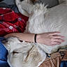 animal, bed, blanket, cozy, cuddling, dog, fluffy, fur, human_arm, indoors, nap, pet, photography, pillows, portrait, relaxed, resting, sleeping, small_dog, white_dog