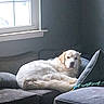 Rex joined the competition — help win amazing prizes! animal, couch, cream_fur, dog, fluffy, golden_retriever, indoors, living_room, long_hair, lying_down, pet, portrait, relaxed, resting, rope_toy, sleepy, sofa, sunlight, white_fur, window