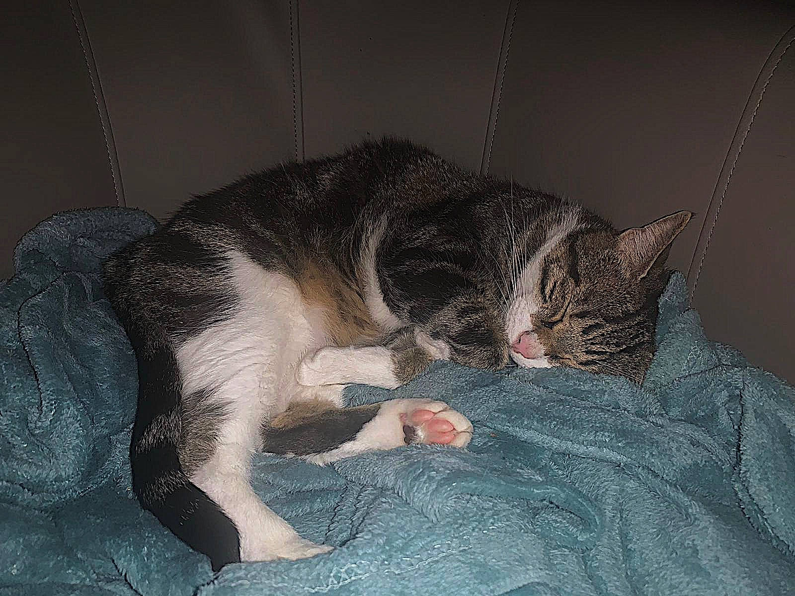 Dundee a rejoint le concours — aidez-le/la à gagner de superbes lots ! carnivore, cat, claw, comfort, couch, darkness, domestic_short_haired_cat, ear, felidae, fur, grey, nap, paw, sitting, sleep, small_to_medium_sized_cats, snout, tail, whiskers, wildlife