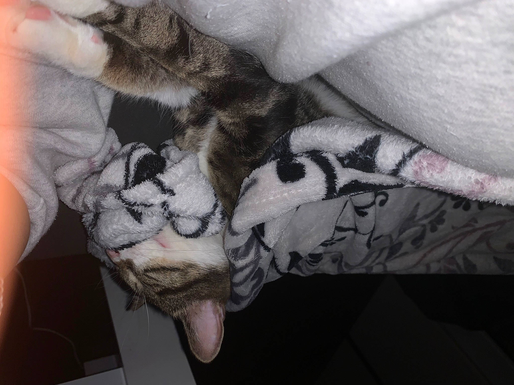 Dundee participe au concours pour gagner de l'argent avec cette photo : cat, comfort, companion_dog, couch, domestic_short_haired_cat, elbow, felidae, foot, fur, grey, human_leg, knee, linens, nail, paw, sleeve, small_to_medium_sized_cats, tail, thigh, whiskers