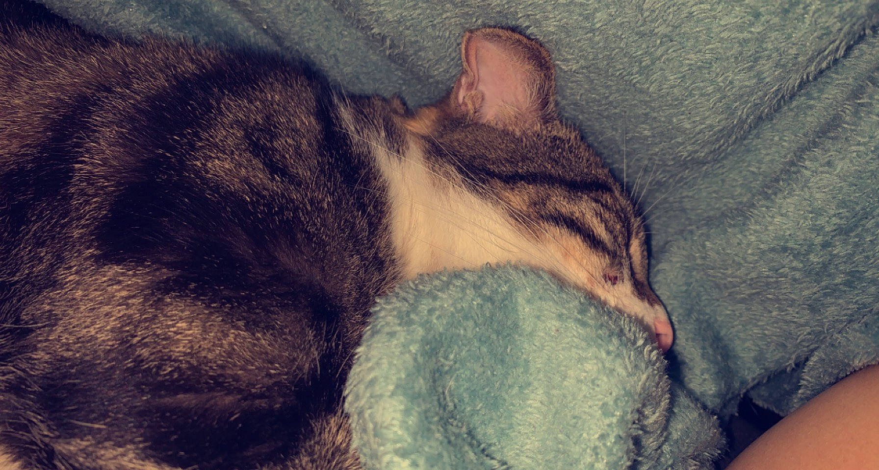 Dundee a rejoint le concours — aidez-le/la à gagner de superbes lots ! art, carnivore, cat, cloud, comfort, domestic_short_haired_cat, ear, fawn, felidae, grey, mammal, mountain, paw, sky, small_to_medium_sized_cats, snout, tail, textile, vertebrate, whiskers