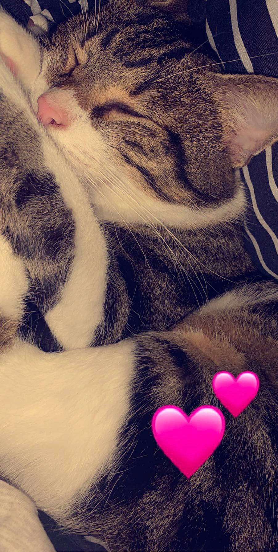 Dundee a rejoint le concours — aidez-le/la à gagner de superbes lots ! beauty, carnivore, cat, close_up, comfort, felidae, foot, fur, gesture, human_body, human_leg, leg, light, line, mammal, organ, small_to_medium_sized_cats, snapshot, snout, whiskers