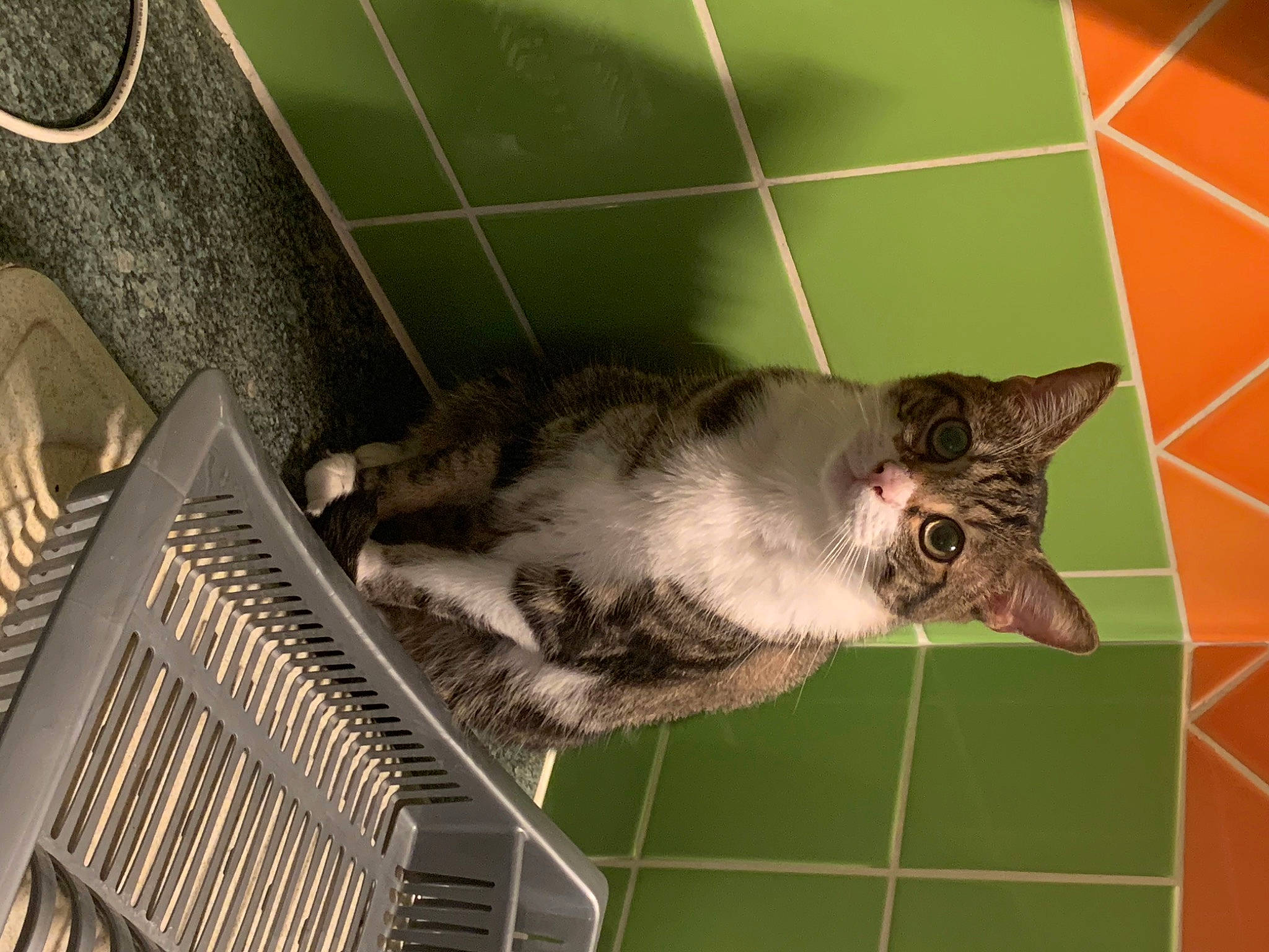 Dundee a rejoint le concours — aidez-le/la à gagner de superbes lots ! animal_shelter, black_cat, cage, canidae, carnivore, cat, cat_supply, claw, domestic_short_haired_cat, felidae, flooring, fur, paw, pet_supply, service, small_to_medium_sized_cats, snout, sporting_group, tail, whiskers