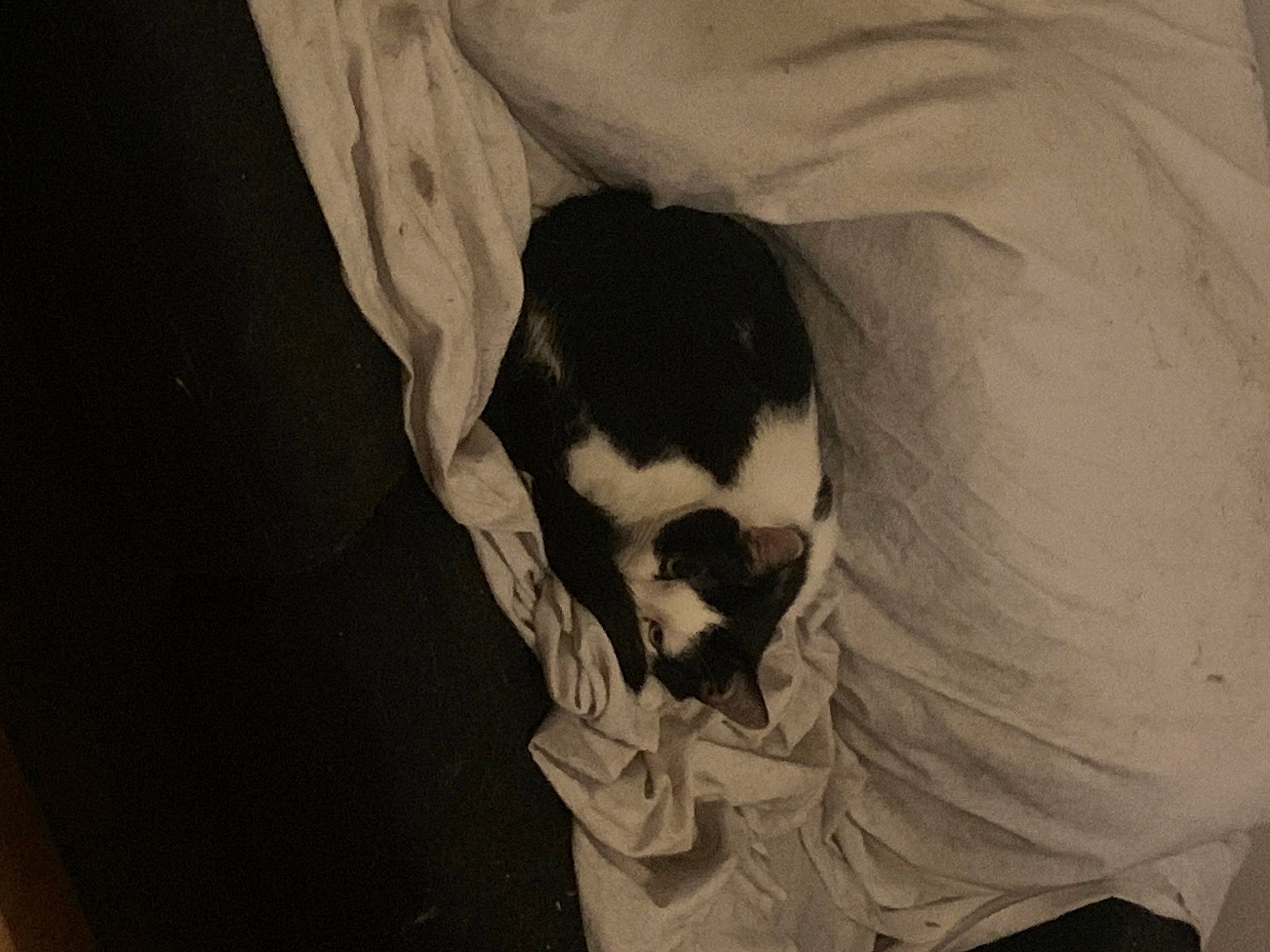 Oslo participe au concours pour gagner de l'argent avec cette photo : arm, art, bone, chest, eye, facial_hair, font, gesture, human_body, jaw, monochrome, monochrome_photography, neck, room, skeleton, skull, sunglasses, t_shirt, tints_and_shades, visual_arts