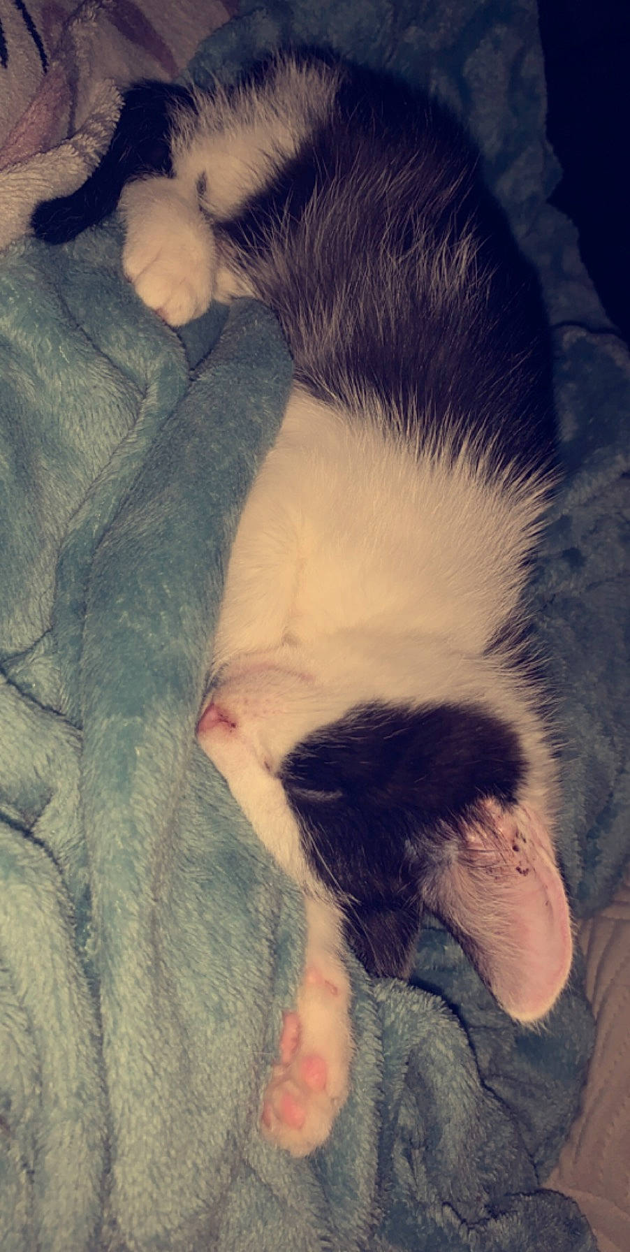 Oslo a rejoint le concours — aidez-le/la à gagner de superbes lots ! carnivore, cat, cloud, comfort, companion_dog, dog_breed, fawn, felidae, foot, fur, gesture, human_leg, meteorological_phenomenon, morning, mountainous_landforms, sky, small_to_medium_sized_cats, tail, tints_and_shades, whiskers