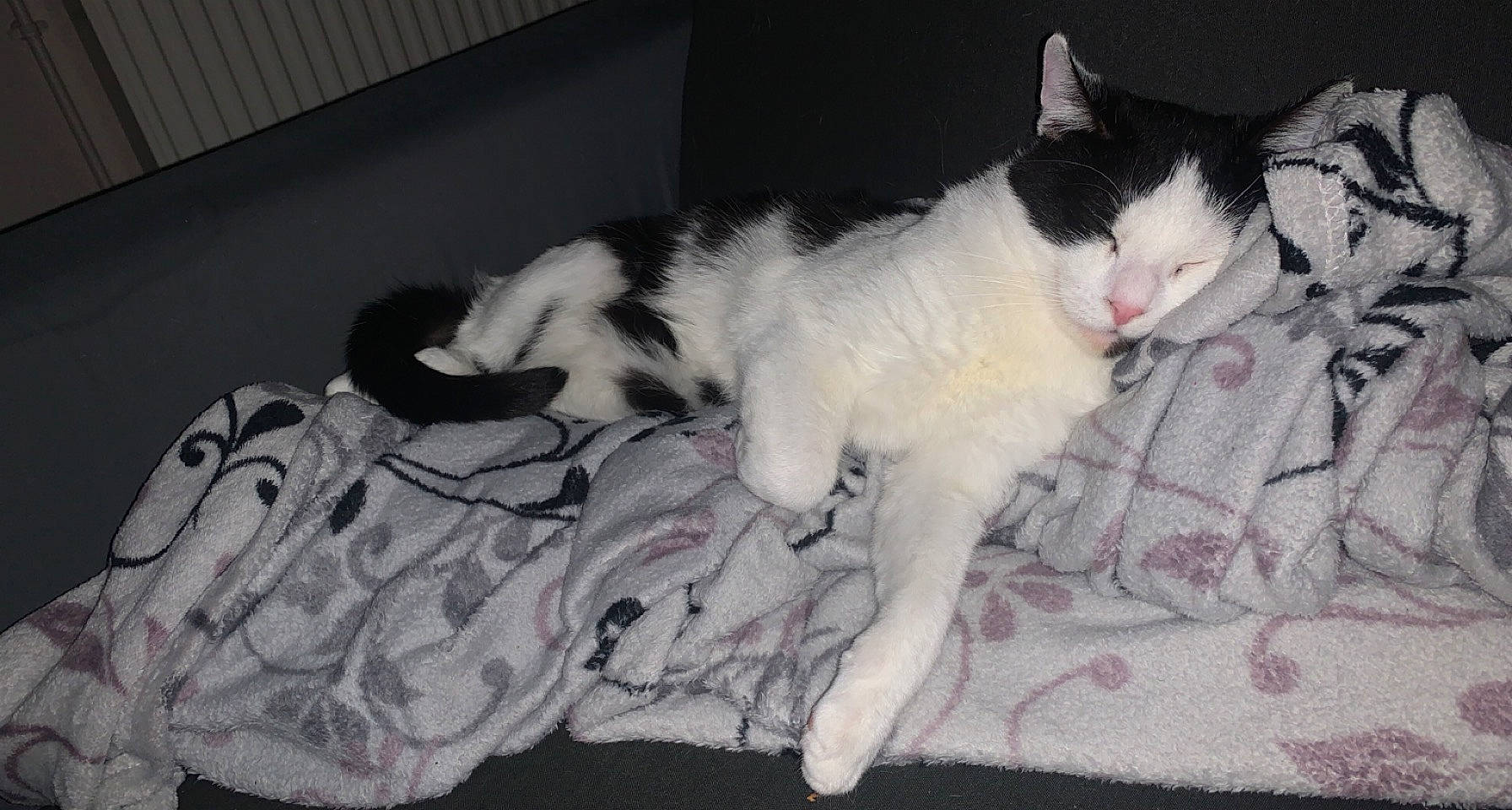 Oslo participe au concours pour gagner de l'argent avec cette photo : canidae, carnivore, cat, claw, comfort, dog_breed, domestic_short_haired_cat, felidae, flooring, foot, fur, linens, paw, small_to_medium_sized_cats, snout, tail, whiskers