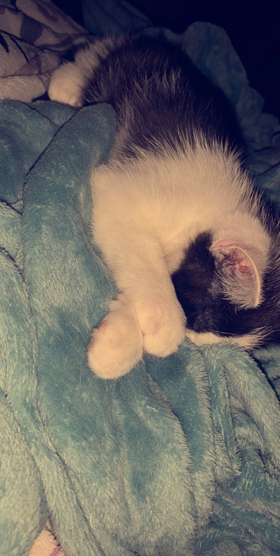 Oslo a rejoint le concours — aidez-le/la à gagner de superbes lots ! beauty, carnivore, cat, cloud, comfort, dog_breed, eye, felidae, fur, gesture, mammal, nose, paw, sky, small_to_medium_sized_cats, snout, tail, vertebrate, whiskers, window