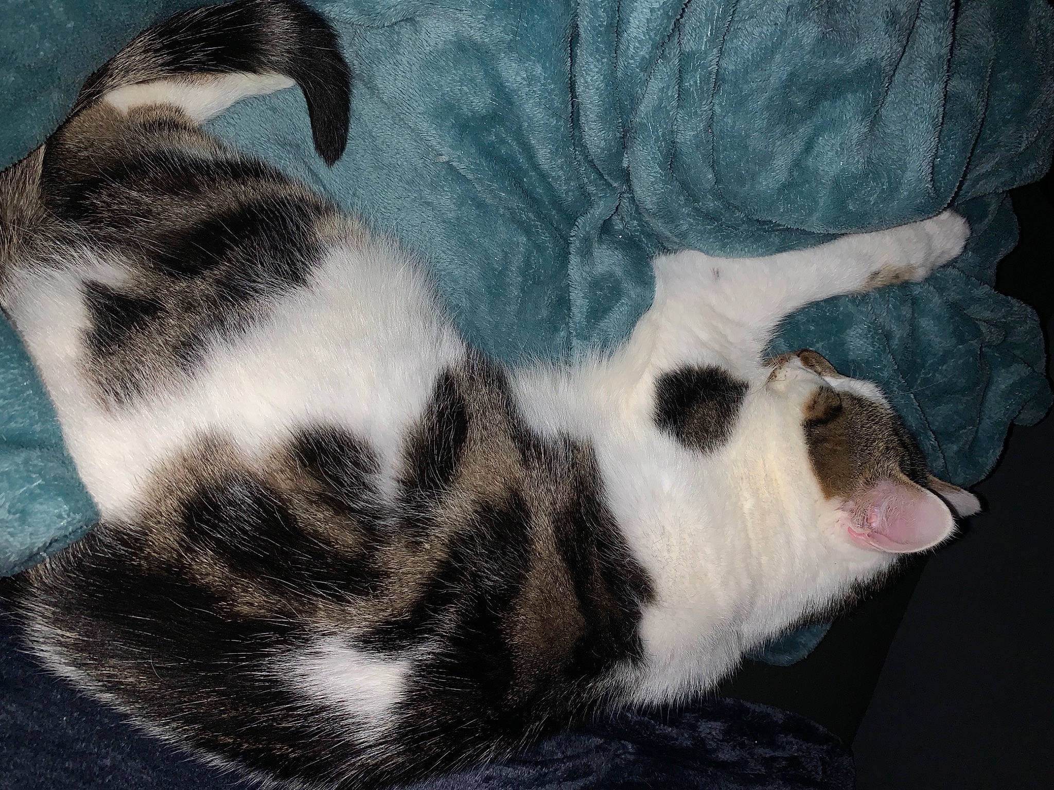 Eliott a rejoint le concours — aidez-le/la à gagner de superbes lots ! canidae, carnivore, cat, claw, comfort, dog_breed, domestic_short_haired_cat, felidae, foot, fur, nap, paw, sleep, small_to_medium_sized_cats, snout, sporting_group, tail, terrestrial_animal, vertebrate, whiskers