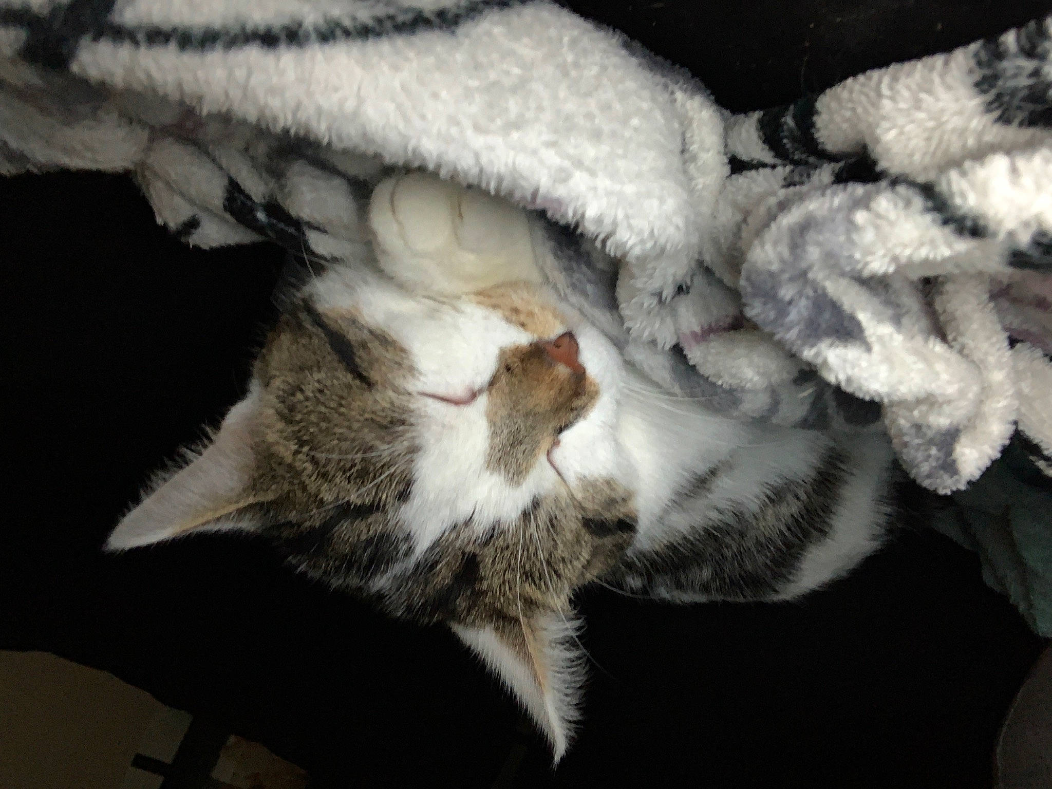 Eliott a rejoint le concours — aidez-le/la à gagner de superbes lots ! carnivore, cat, claw, comfort, domestic_short_haired_cat, felidae, fur, fur_clothing, grey, monochrome, monochrome_photography, nap, paw, small_to_medium_sized_cats, snout, tail, tree, whiskers, wildlife, wool