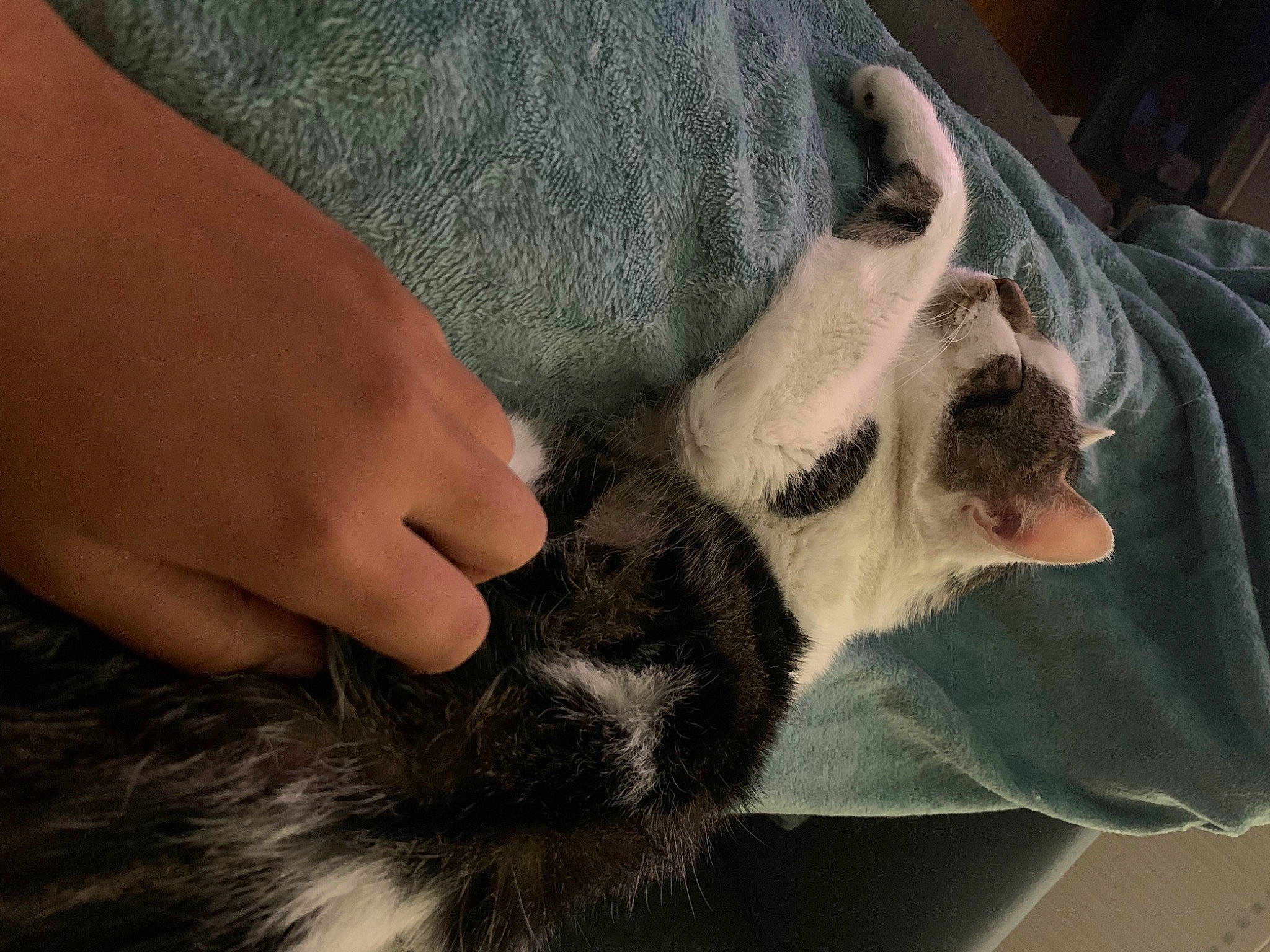 Eliott a rejoint le concours — aidez-le/la à gagner de superbes lots ! carnivore, comfort, companion_dog, dog_breed, ear, eyelash, fawn, felidae, finger, foot, gesture, human_leg, jaw, nail, sleeve, small_to_medium_sized_cats, snout, toe, whiskers, wrist