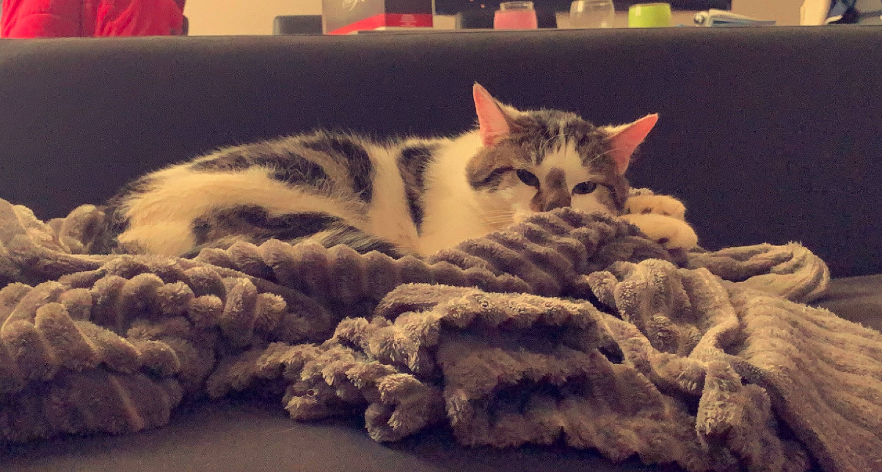 Eliott participe au concours pour gagner de l'argent avec cette photo : carnivore, cat, comfort, couch, eye, felidae, furniture, grey, linens, mammal, paw, room, small_to_medium_sized_cats, snout, tail, textile, vertebrate, whiskers, white, wood