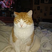 Eddie is registered to the contest to win money with this photo: animal, bed, blanket, cat, cozy, dim_light, domestic_animal, feline, fur, furniture, home, indoor, orange_and_white_cat, pet, relaxation, resting, room, sleepy_cat, television, whiskers
