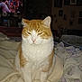 animal, bed, blanket, cat, cozy, dim_light, domestic_animal, feline, fur, furniture, home, indoor, orange_and_white_cat, pet, relaxation, resting, room, sleepy_cat, television, whiskers
