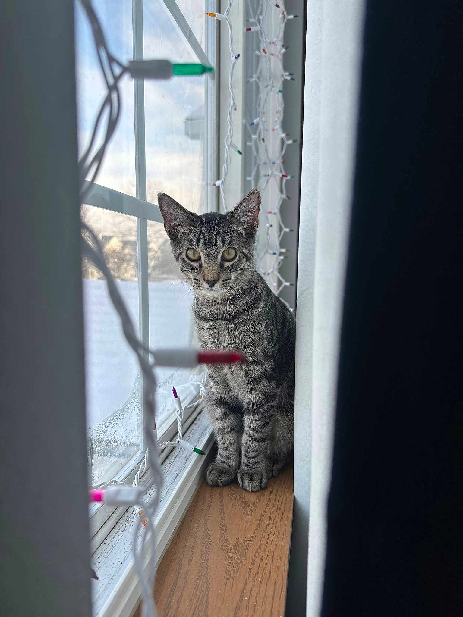 Mr. Kitty