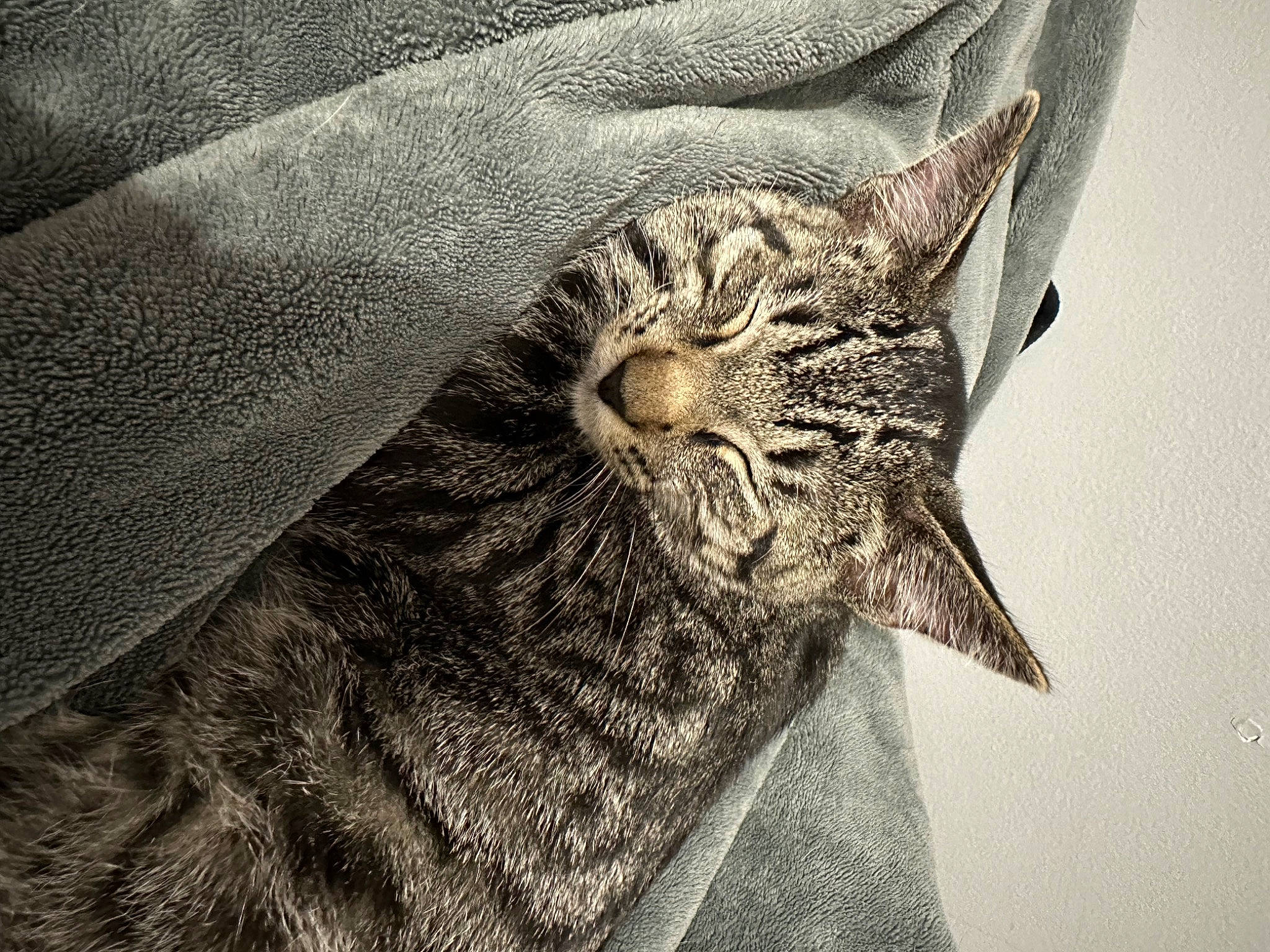 Mr. Kitty joined the competition — help win amazing prizes! carnivore, cat, claw, comfort, domestic_short_haired_cat, door, felidae, fur, grey, monochrome, monochrome_photography, pattern, paw, small_to_medium_sized_cats, snout, terrestrial_animal, whiskers, wildlife, window