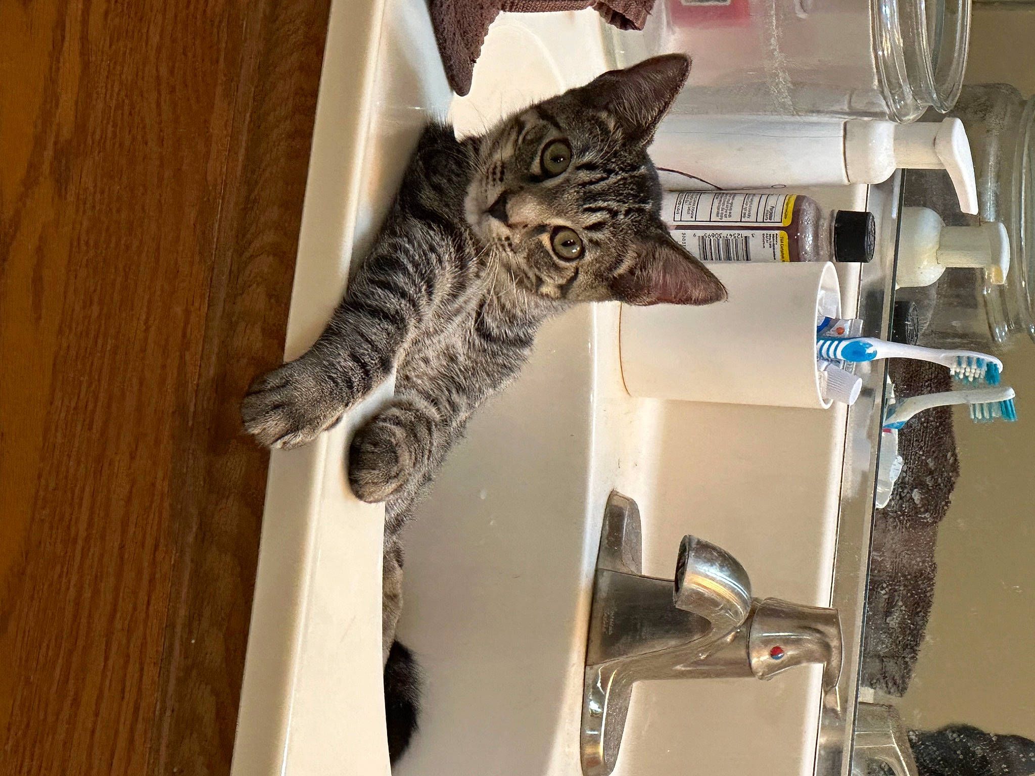 Mr. Kitty joined the competition — help win amazing prizes! carnivore, cat, domestic_short_haired_cat, felidae, fur, hardwood, metal, room, sink, small_to_medium_sized_cats, snout, tail, vehicle, whiskers, wood